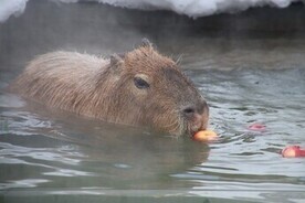 画像：雪の動物園