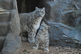 画像：ユキヒョウ親子