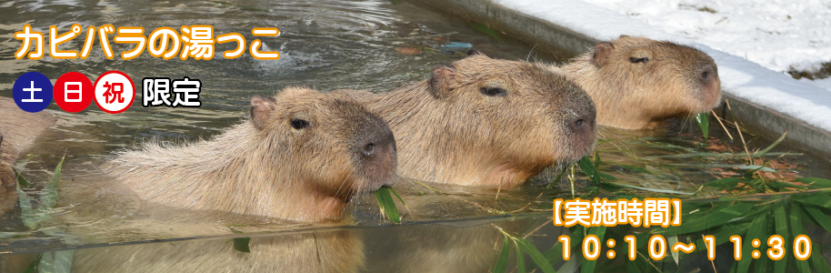 カピバラの湯っこ