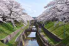 写真：新屋大川端