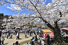 写真：千秋公園の桜