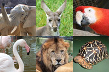 写真：大森山動物園で飼育されている動物達