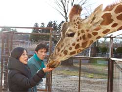 写真：キリンのエサやり