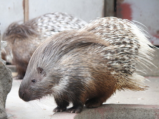 写真：アフリカタテガミヤマアラシ1