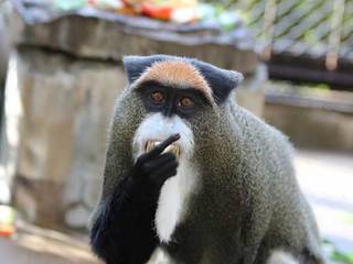 写真：ブラッザグェノンの食事風景