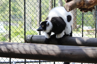 写真：エリマキキツネザル1