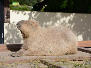 写真：カピバラ2