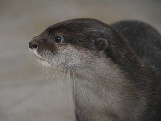 写真：コツメカワウソ