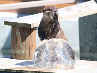 写真：コツメカワウソ2