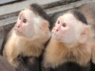 写真：ノドジロオマキザル1