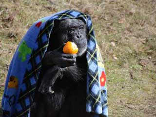写真：毛布をかぶっているチンパンジーのジェーン