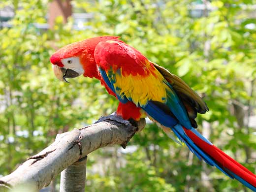 写真：アカコンゴウインコ