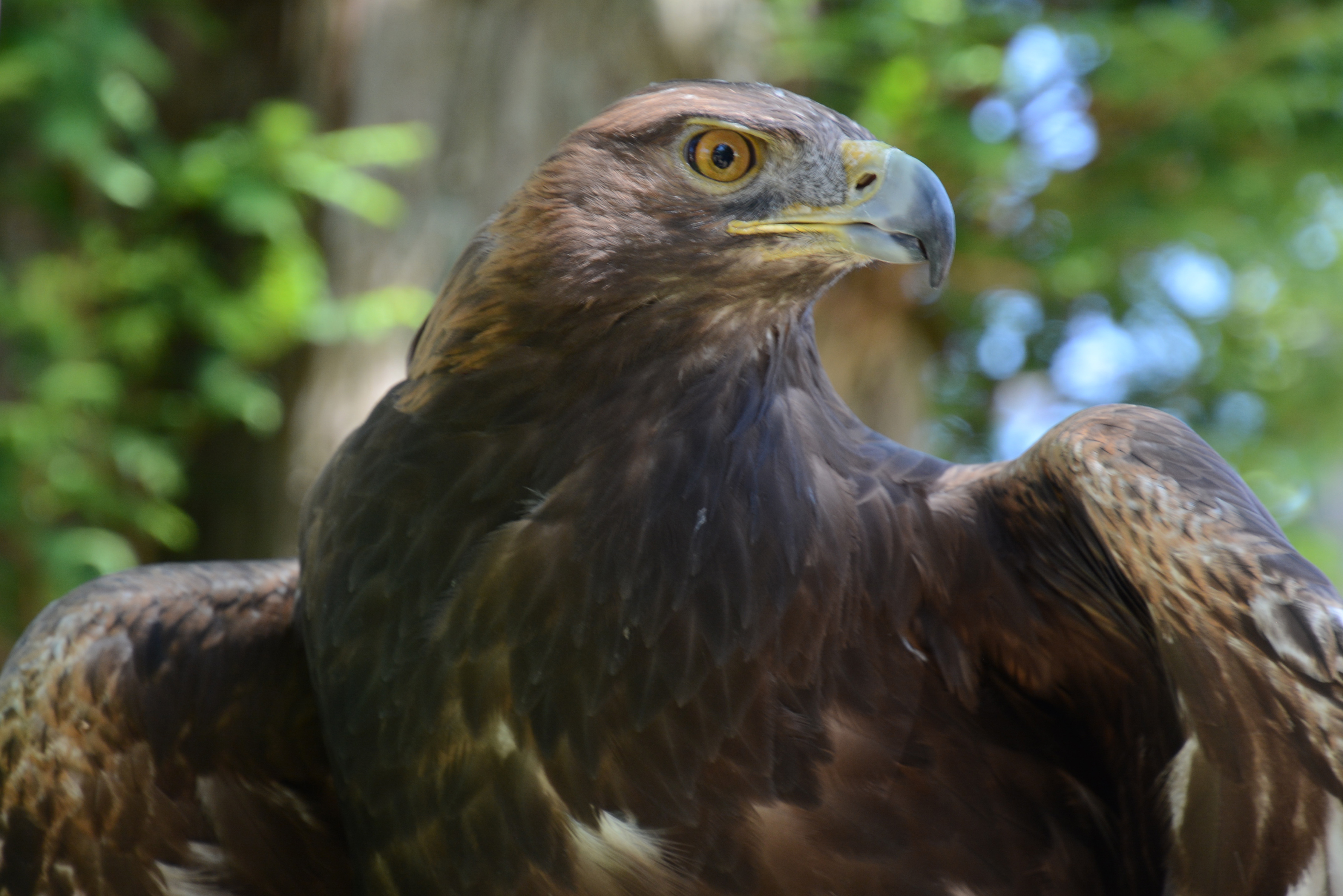 シナロア州の絶滅危惧種 - ハンドウイルカ (Tursiops truncatus)