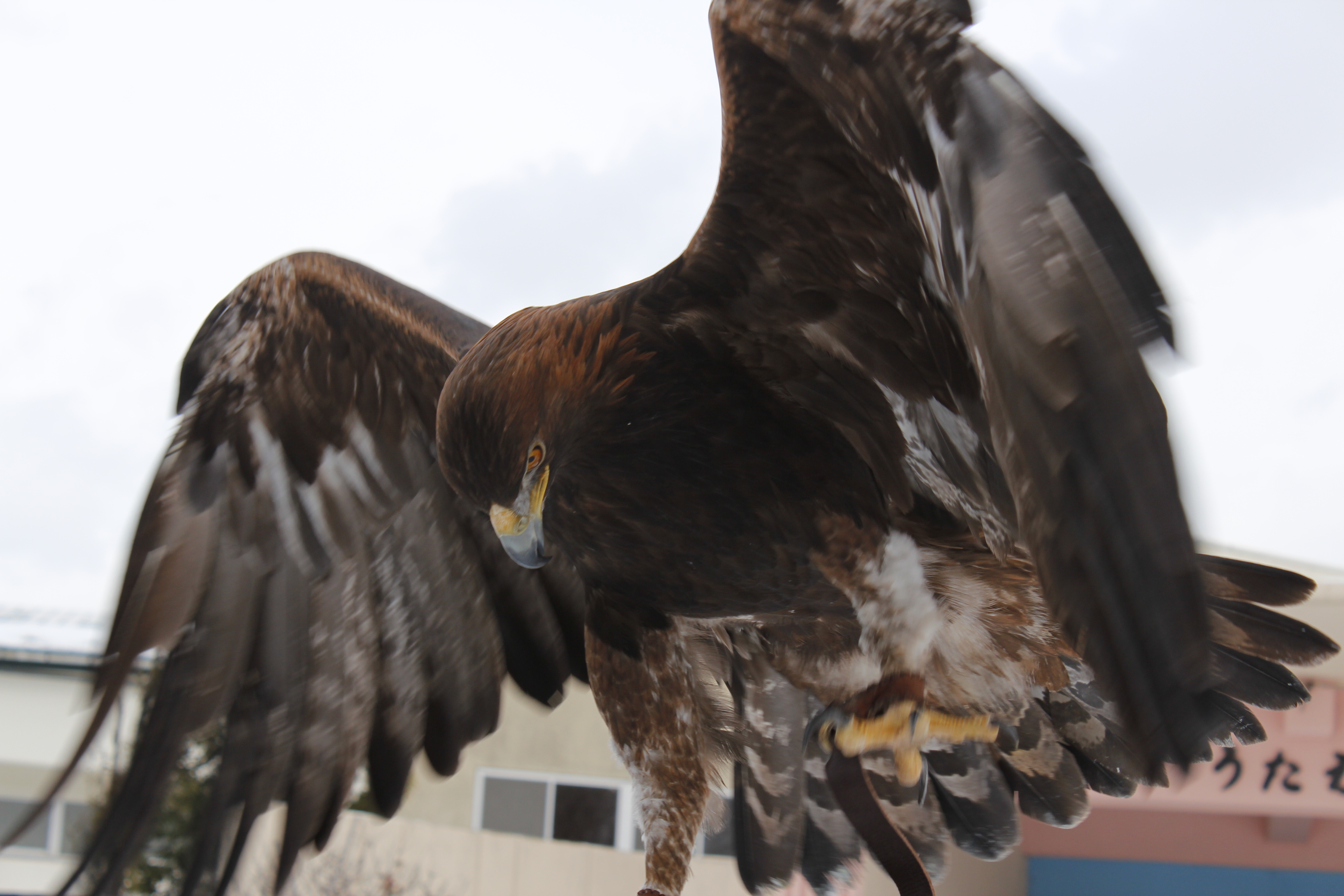 絶滅危惧種のサル - シルキーシファカ (Propithecus candidus)