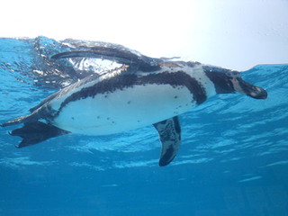 写真：フンボルトペンギン2