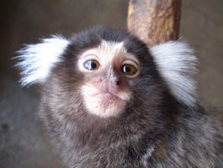 写真：僕たちに会いに、是非動物園にきてね