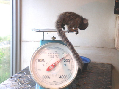 写真：体重測定