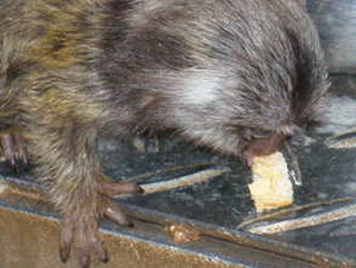 写真：パンを食べてます