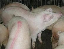 写真：ヨロイのないきれいな豚