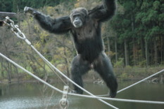 写真：チンパンジーのボンタ