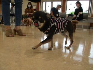 令和5年度犬の飼い方講座の写真