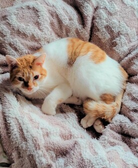 紛失猫R7-38の写真