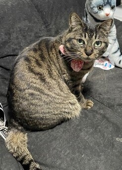 紛失猫R8-3の写真