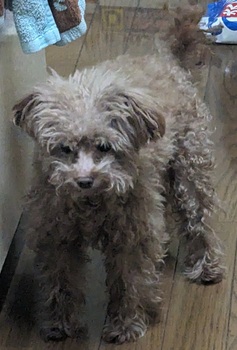 紛失犬R7-3の写真