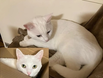 紛失猫R7-40の写真