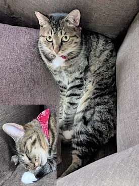 紛失猫R8-22の写真