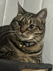 紛失猫R8-19の写真