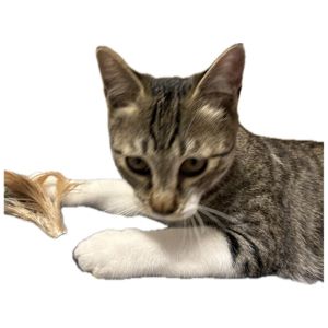 紛失猫R8-33の写真