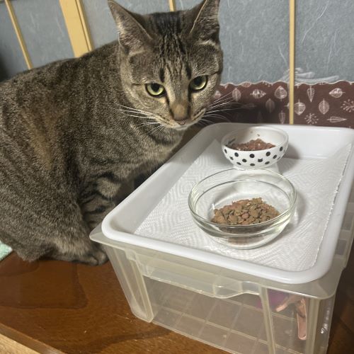 紛失猫R8-35の写真