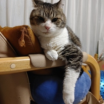 紛失猫R7-5の写真