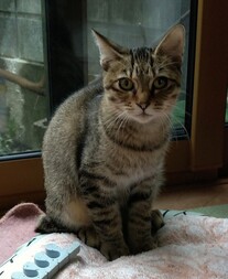 紛失猫R7-18の写真
