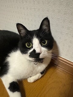 紛失猫R7-19の写真
