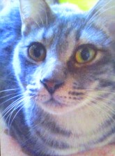 紛失猫R7-23の写真