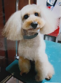 紛失犬R7-2の写真