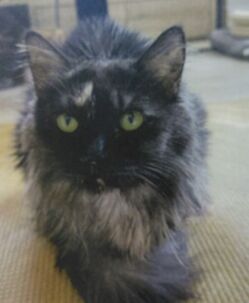 紛失猫R7-12の写真