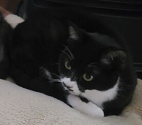 紛失猫R7-25の写真