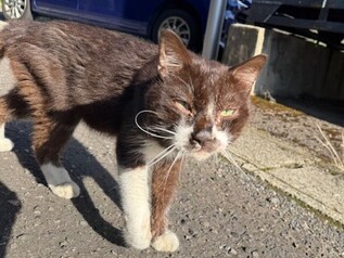 R7-6猫の写真