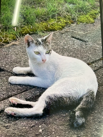 R7-7猫の写真