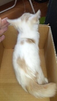 保護猫R8-7の写真