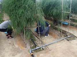 写真：アスパラガス収穫作業（7月2日）