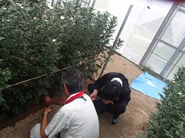 写真：輪菊収穫作業