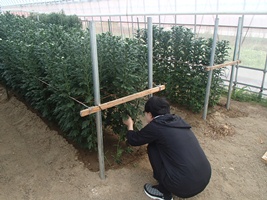 写真：輪菊収穫作業2