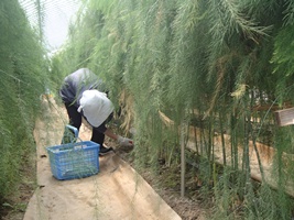 写真：アスパラガス収穫作業2