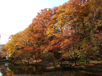 写真：ケヤキの紅葉風景