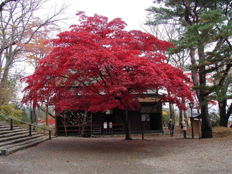 写真：紅葉の紅葉風景