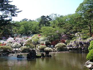 写真：ツツジの開花風景